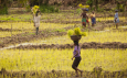 Bill & Melinda Gates Foundation invests $300m to help farmers adapt to climate change